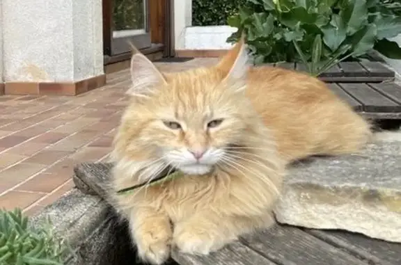 Chat perdu, Largentière, photo: Chat Roux Maincoon Perdu - Largentière