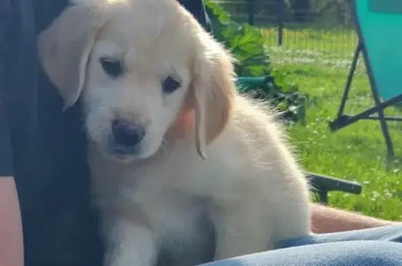 Chien perdu , photo : Chiot Golden perdu à Ottonville