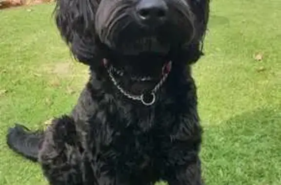 Lost Black Labradoodle in Boksburg - Help!