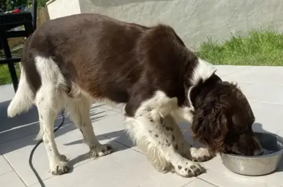 Chien de chasse perdu à Mutrécy - photo