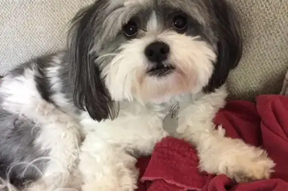 Missing dog , photo: Help Find Scout: Blind & Deaf Dog in Georgia