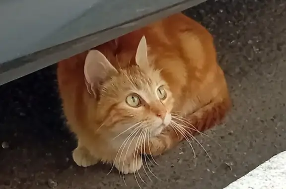 Chat roux trouvé à Bordeaux - photo