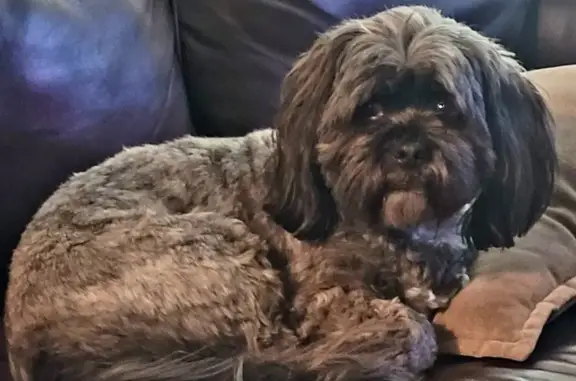 Lost Lhasa Apso in CO Springs - Call 7192015142!