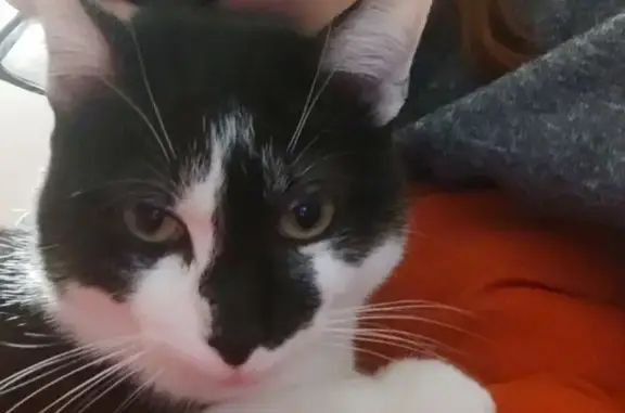 Chat noir et blanc disparu à Tarbes - photo