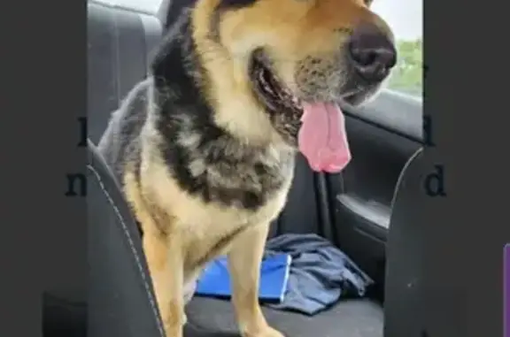 Lost German Shepherd Mix in Park Vista Ct!