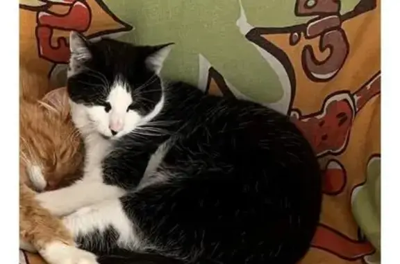Animaux perdus Sémalens, photo: Chat noir/blanc perdu à Sémalens