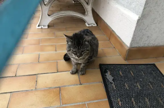 Chat gris-noir trouvé à Montluçon - photo