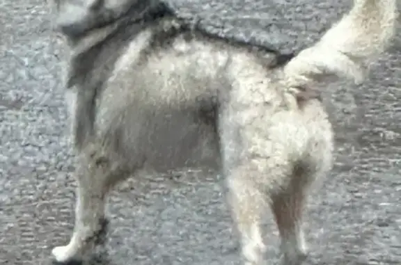 Husky docile trouvé à Salernes - photo