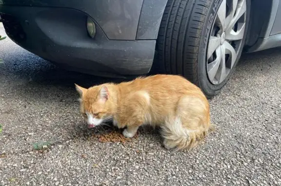 Chat errant affamé et blessé - photo