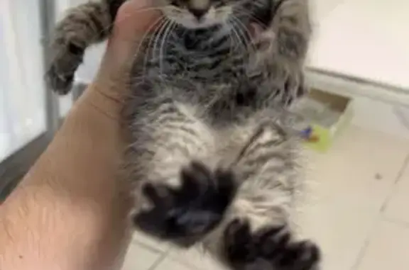 3 chatons perdus à Laval - photo