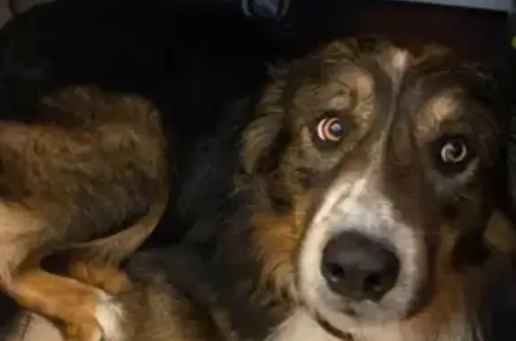 Animaux trouvés , photo: Chien perdu à Calvi retrouvé