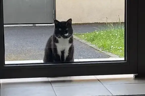 Chat retrouvé Rue Y. Troispoux 7 - photo