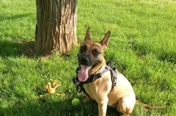 Chien perdu , photo : Chien perdu à Chalon, Bourgogne