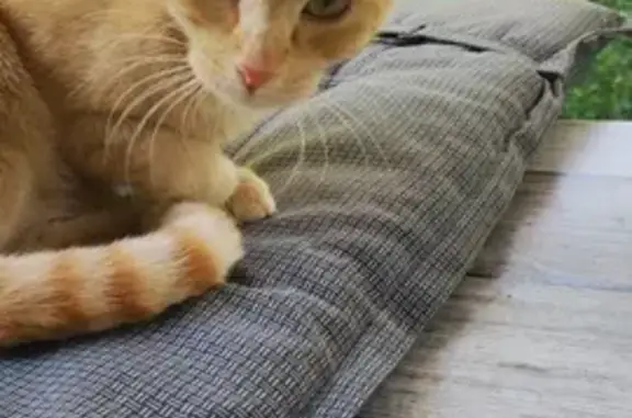 Chatte sociable trouvée à Verdelais - photo