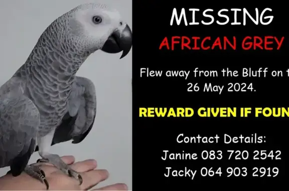 Help Find Cypress: Lost African Grey!