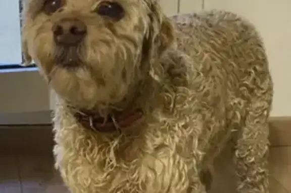 Caniche perdu retrouvé près de Peypin - photo