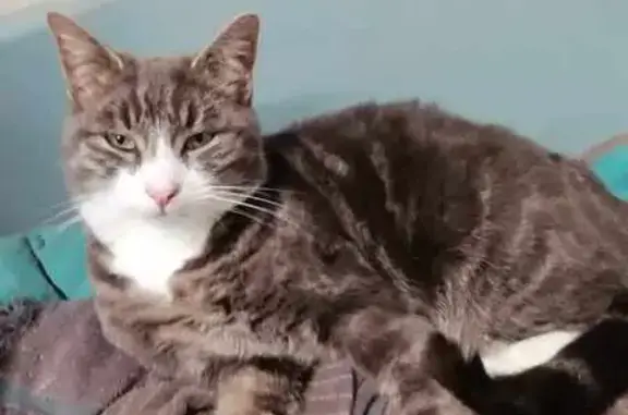 Chat perdu, Fresnes-sur-Escaut, photo: Chat gris-blanc perdu à Fresnes