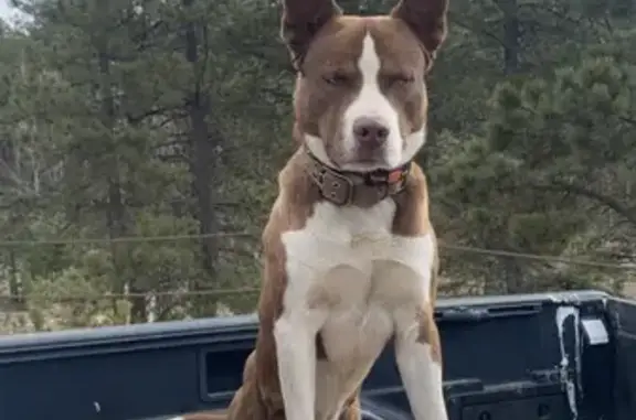 Lost Husky-Staffy Mix in Cascade, CO - Help!