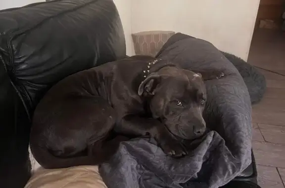 Found dog , photo: Lost Blue Staffy - Microchipped, No Collar