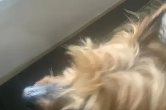 Lost Yorkie Found on Satinwood Ave - Help!