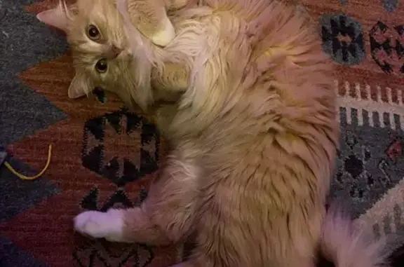 Help Find Lulu: Cream Cat, Green Eyes – Seattle