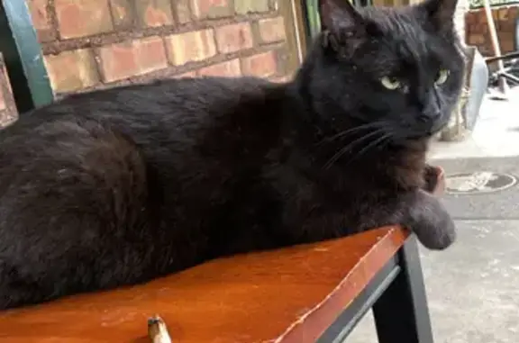 Lost Cat in Rochester: Black, Cross-Eyed Beauty!