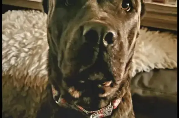 Lost Cane Corso in Sharon - Do Not Chase!