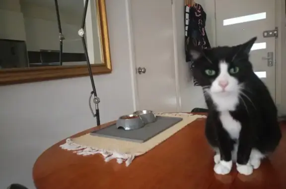 Missing cat , photo: Lost Black & White Cat near Broadway 201 - Help!