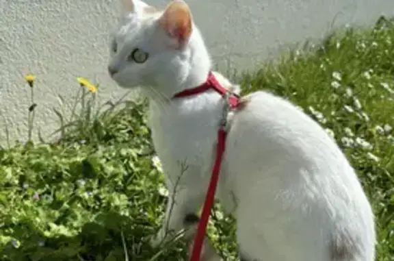 Animaux perdus Nouvelle-Aquitaine, photo: Chatte blanche perdue à Rochefort
