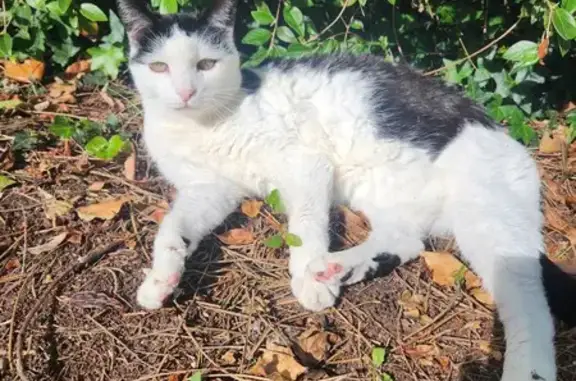 Chat perdu, Biscarrosse, photo: Minoute, Chatte Épileptique Perdue