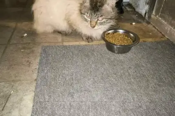 Chat crème perdu à Brandivy - photo