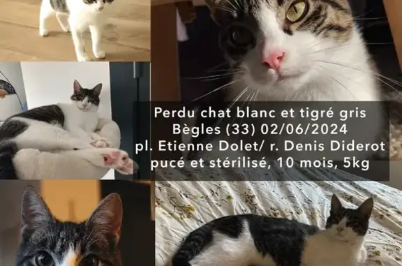 Chat perdu, Bègles, photo: Mizu, Chat Perdu à Bègles