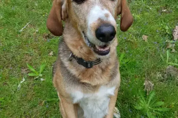 Chien errant D07 sécurisé - photo
