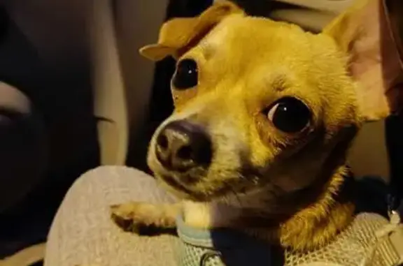 Chihuahua marron perdu - Marseille - photo