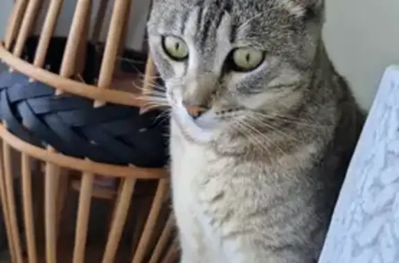 Animaux perdus , photo: Romy, Chat tigré perdu à Saint-Barth