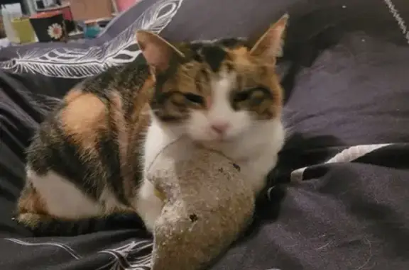 Animaux perdus , photo: Chat perdu à Somloire, rue du 22