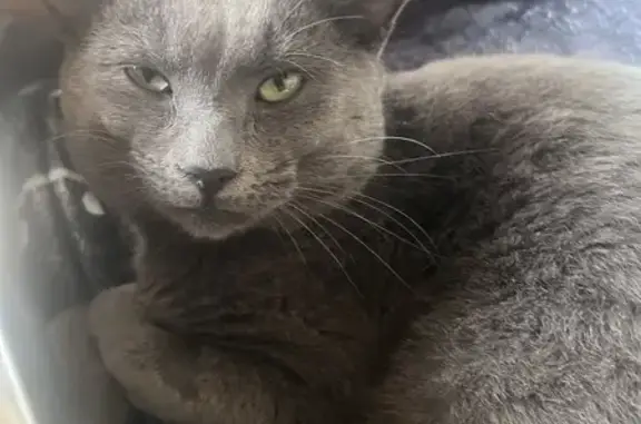 Lost Grey British Shorthair: Help Find Chandler!