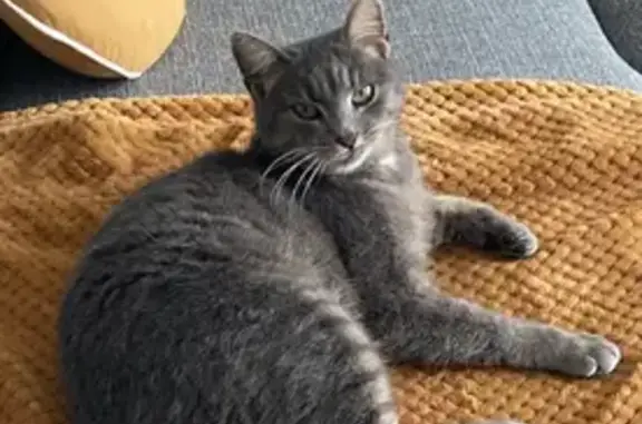 Animaux perdus Plomeur, photo: Chatte grise de 7 ans disparue