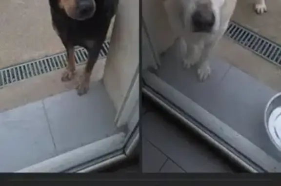 Chien et Chienne Perdus à Chauve - photo
