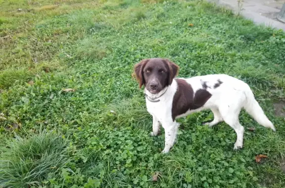 Chien perdu , photo : Chien Perdu à Fleuriel #4