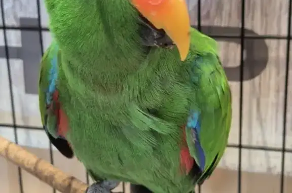 Missing Eclectus Parrot Slim in Keilor Park!