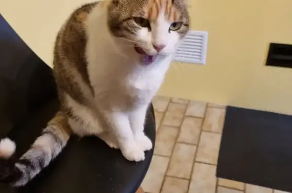 Chat perdu, Chéraute, photo: Chat Sandie disparu à Mauléon