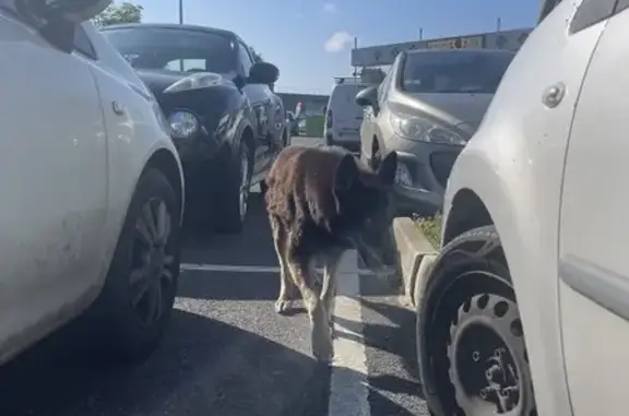 Chien mâle trouvé près de Lidl - photo