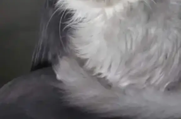 Animaux perdus Florange, photo: Chat Persan malade perdu - Florange