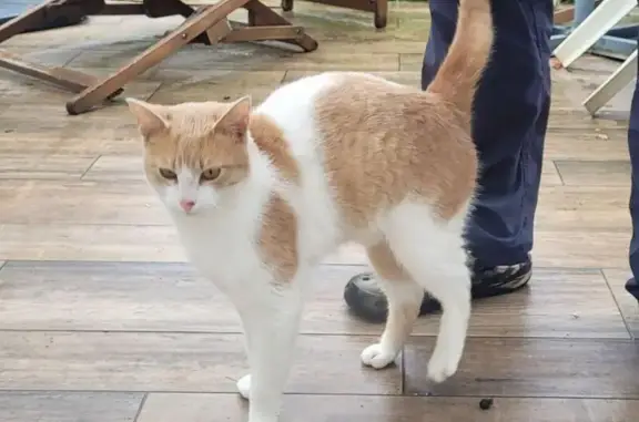 Chat roux/blanc trouvé à Élancourt - photo