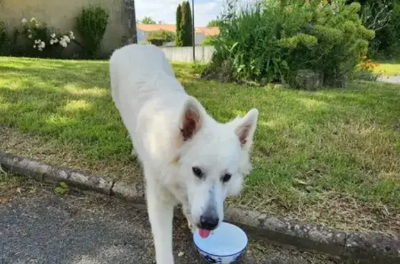 Chien blanc perdu à Montroy - photo