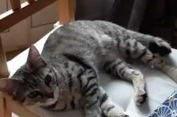 Animaux perdus La Farlède, photo: Chatte grise rayée perdue à La Farlède