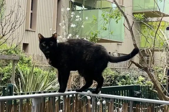 Chat perdu, Bordeaux, photo: Chatte écaille disparue à Bordeaux