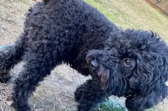 Lost Black Toy Poodle - Governors Way #57!