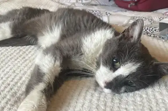 Chat blanc et gris trouvé - photo